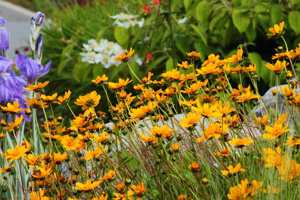 Issaquah Highlands - Rootwad by Sam Millar - Photo 10