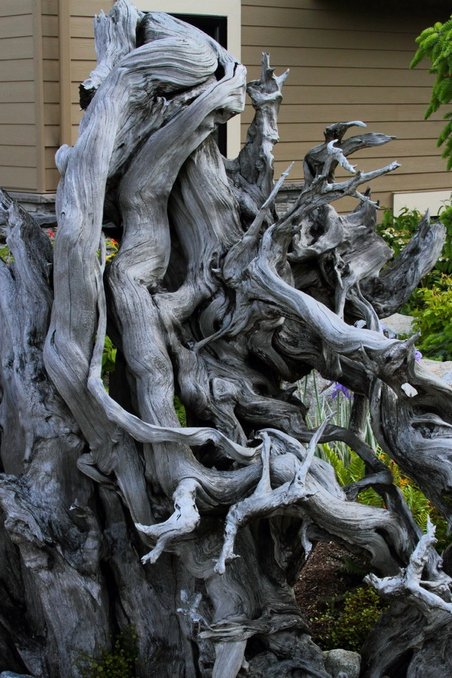 Issaquah Highlands - Rootwad by Sam Millar - Photo 27
