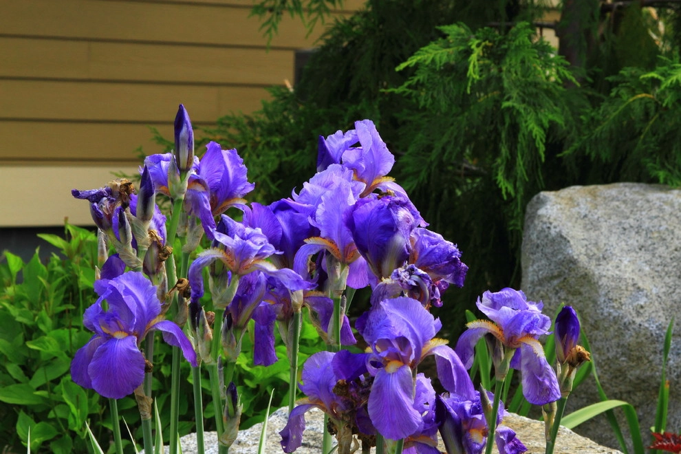 Issaquah Highlands - Rootwad by Sam Millar - Photo 18
