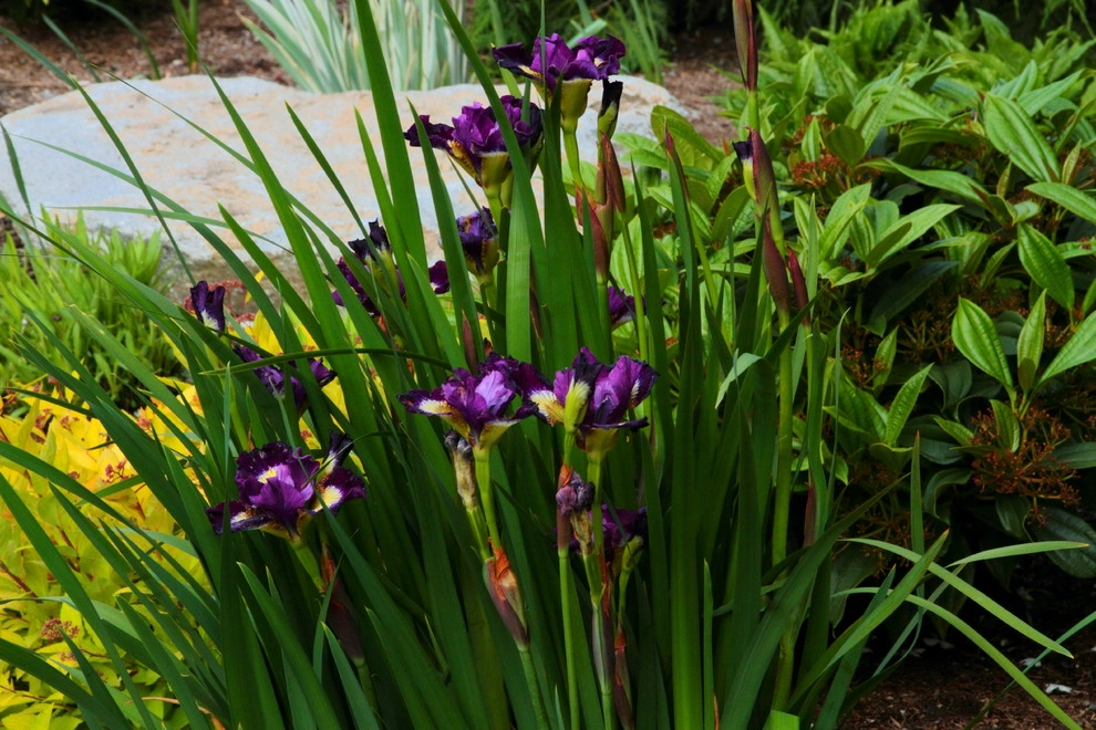 Issaquah Highlands - Rootwad by Sam Millar - Photo 20