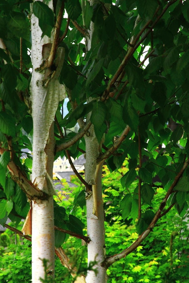 Issaquah Highlands - Rootwad by Sam Millar - Photo 31