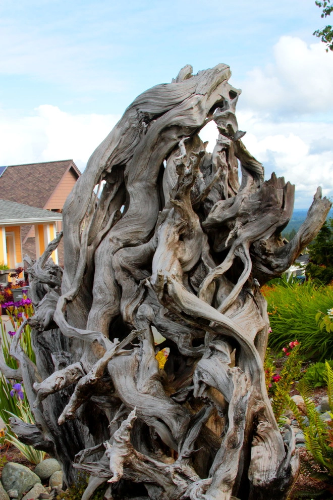 Issaquah Highlands - Rootwad by Sam Millar - Photo 25