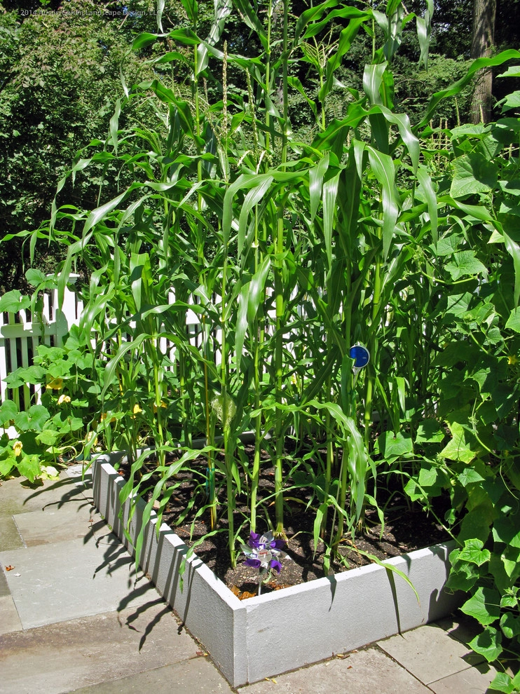 Vegetable Garden in Fairfield, CT by Austin Ganim Landscape Design, LLC - Photo 3