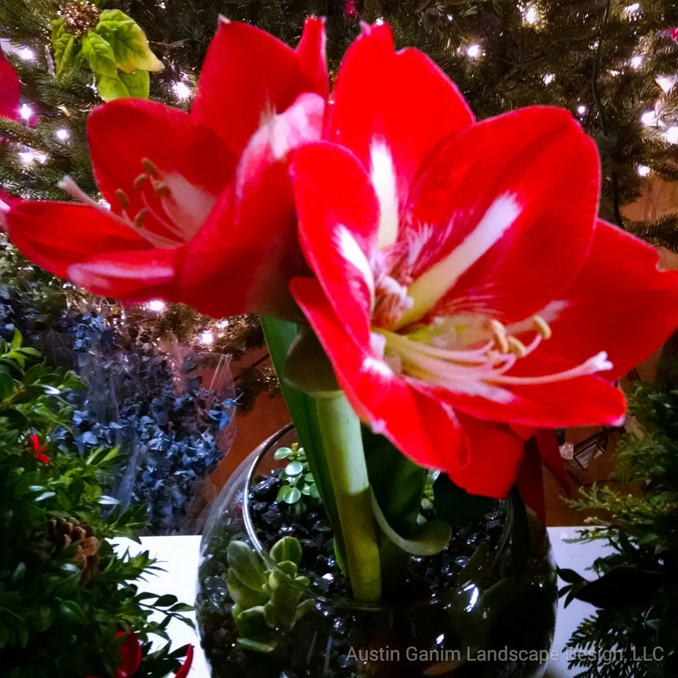 Interior Holiday Decor by Austin Ganim Landscape Design, LLC - Photo 2