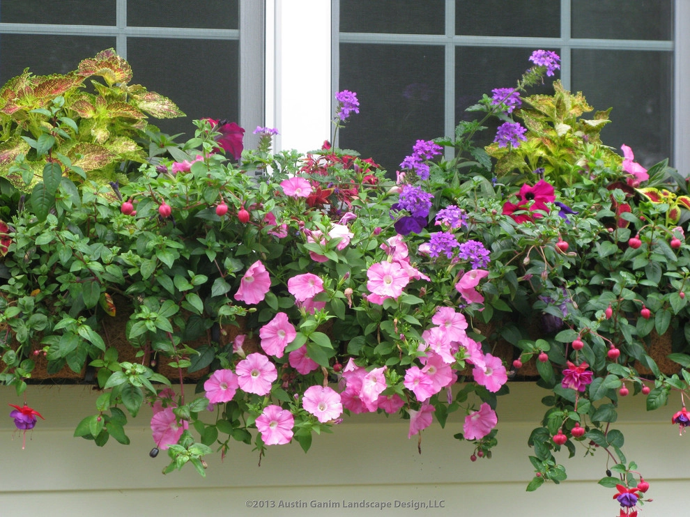Reinventing the Classic Cape - Fairfield, CT by Austin Ganim Landscape Design, LLC - Photo 6