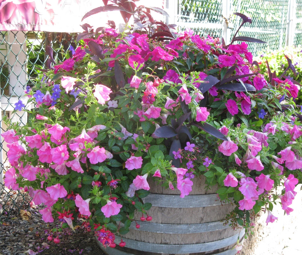 Planter & Container Garden Design - Fairfield County, CT by Austin Ganim Landscape Design, LLC - Photo 27