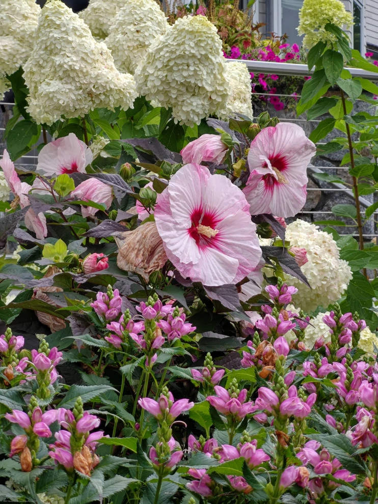 Hillside Pollinator Garden by Austin Ganim Landscape Design, LLC - Photo 5