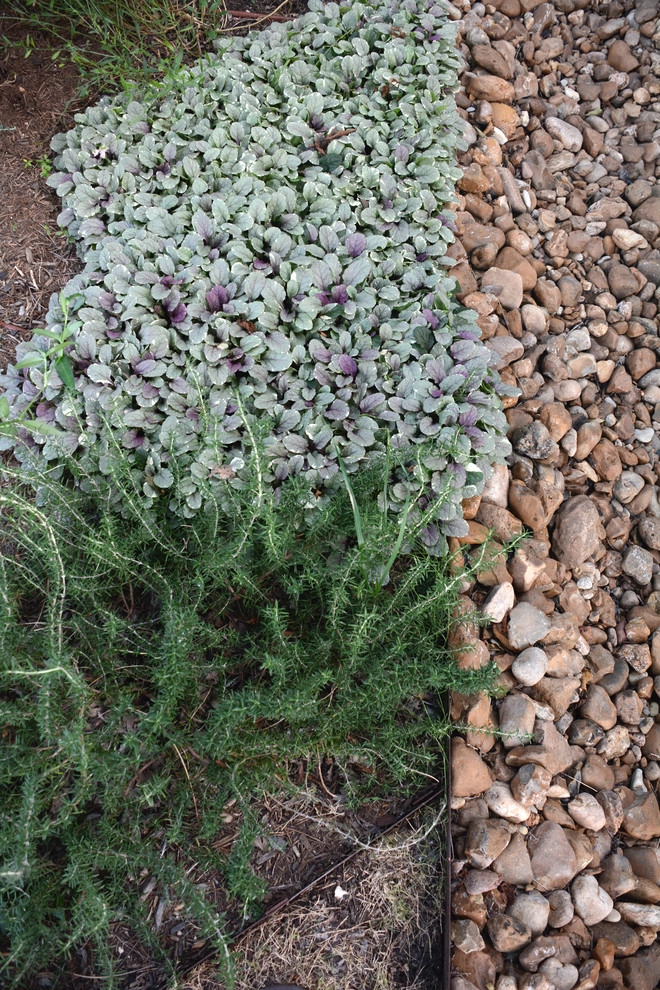 South Lamar by Seedlings Landscape Design Build - Photo 10