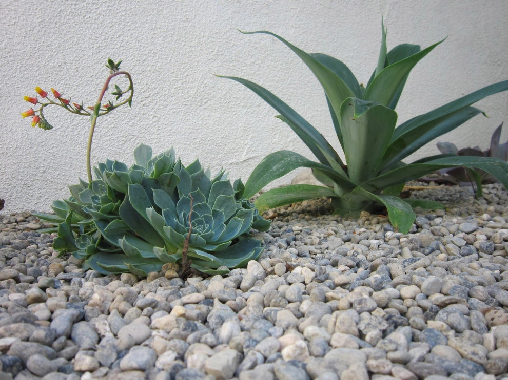 Pasadena garden by Segal Shuart Landscape Architects - Photo 6