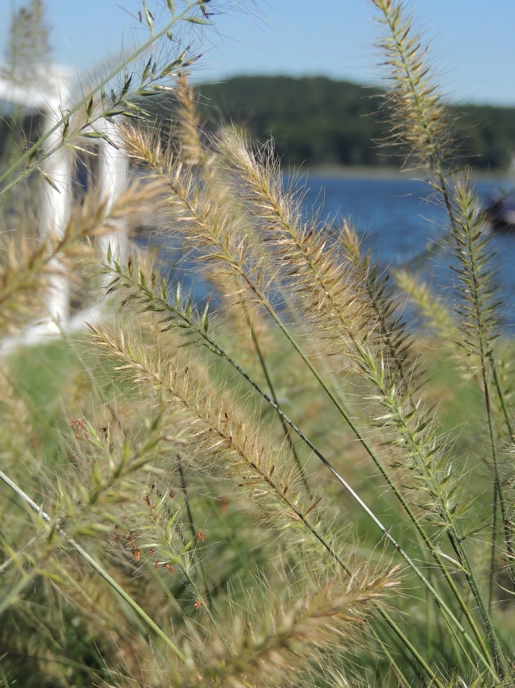 East River Road by Siciliano Landscape Company - Photo 8