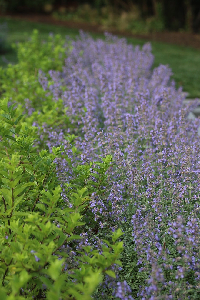 Auldwood Lane by Siciliano Landscape Company - Photo 17