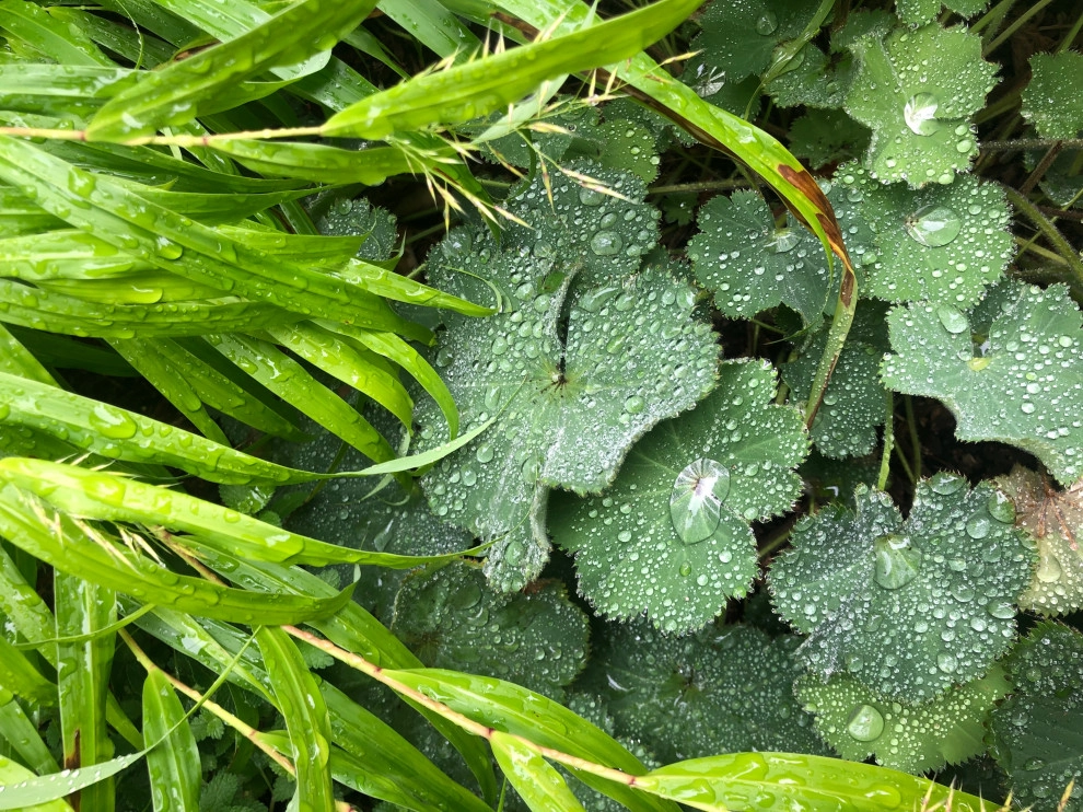 Plant Pairings: Inspiration by Sophie Bignet Landscape Design - Photo 5