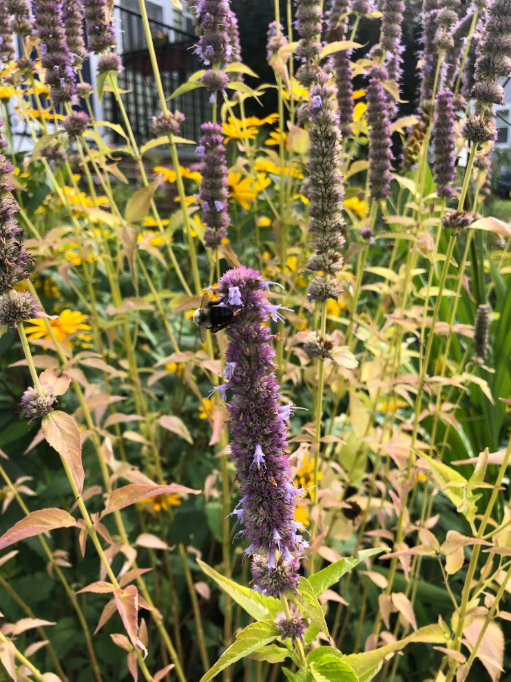 Pollinator Garden by Sophie Bignet Landscape Design - Photo 5
