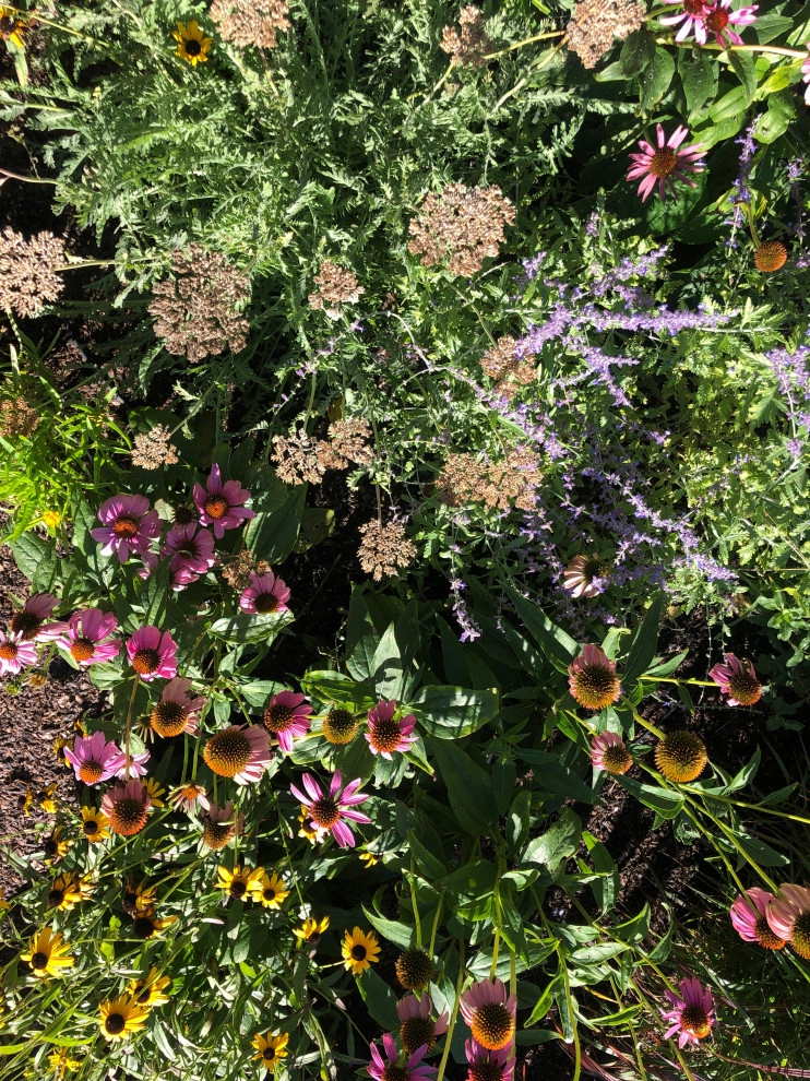 Pollinator Garden by Sophie Bignet Landscape Design - Photo 4