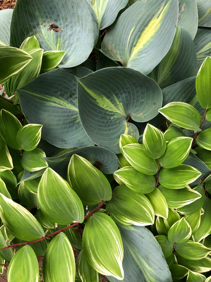 Plant Pairings: Inspiration by Sophie Bignet Landscape Design - Photo 4