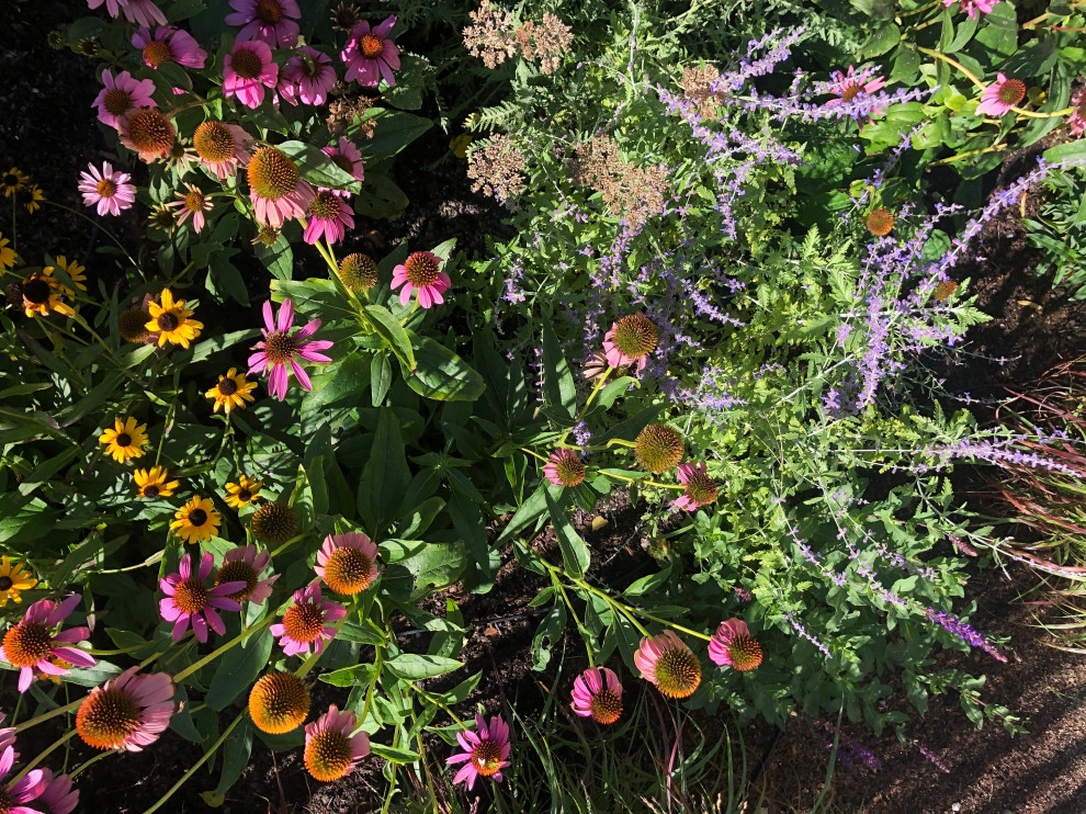 Pollinator Garden by Sophie Bignet Landscape Design - Photo 6