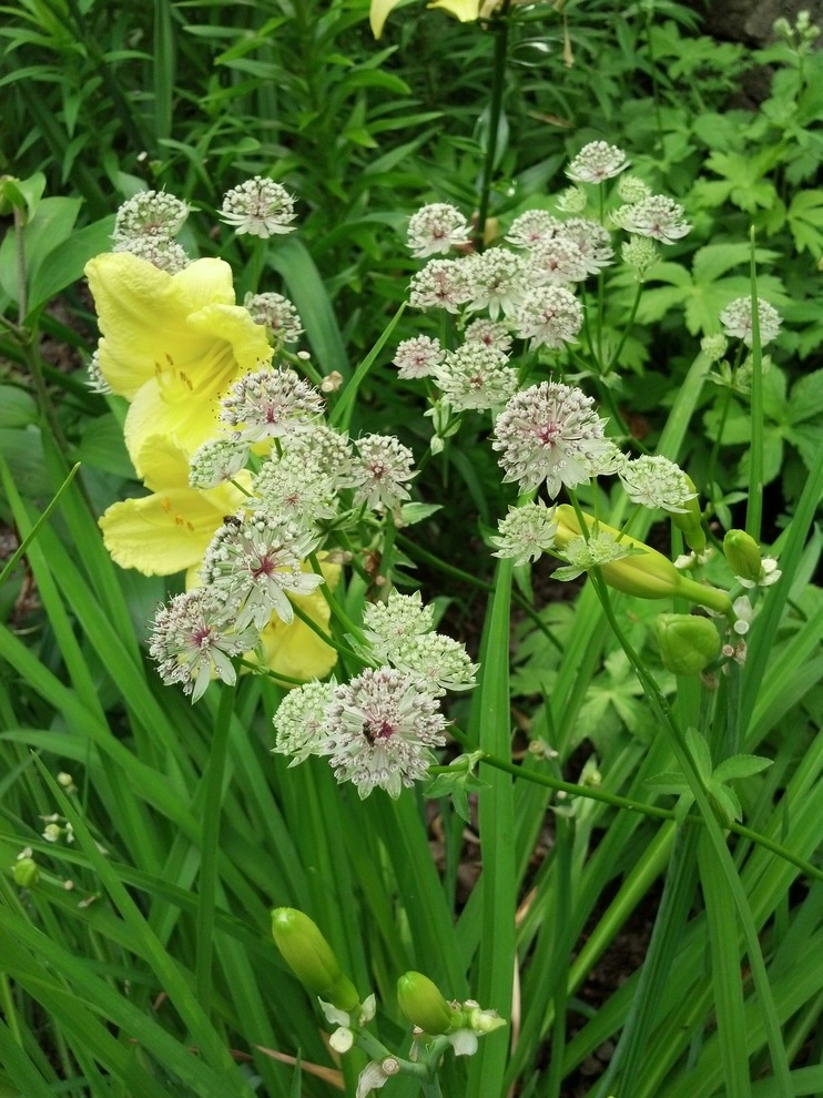 1920's Colonial Garden by Avant Gardening & Landscaping Inc - Photo 11