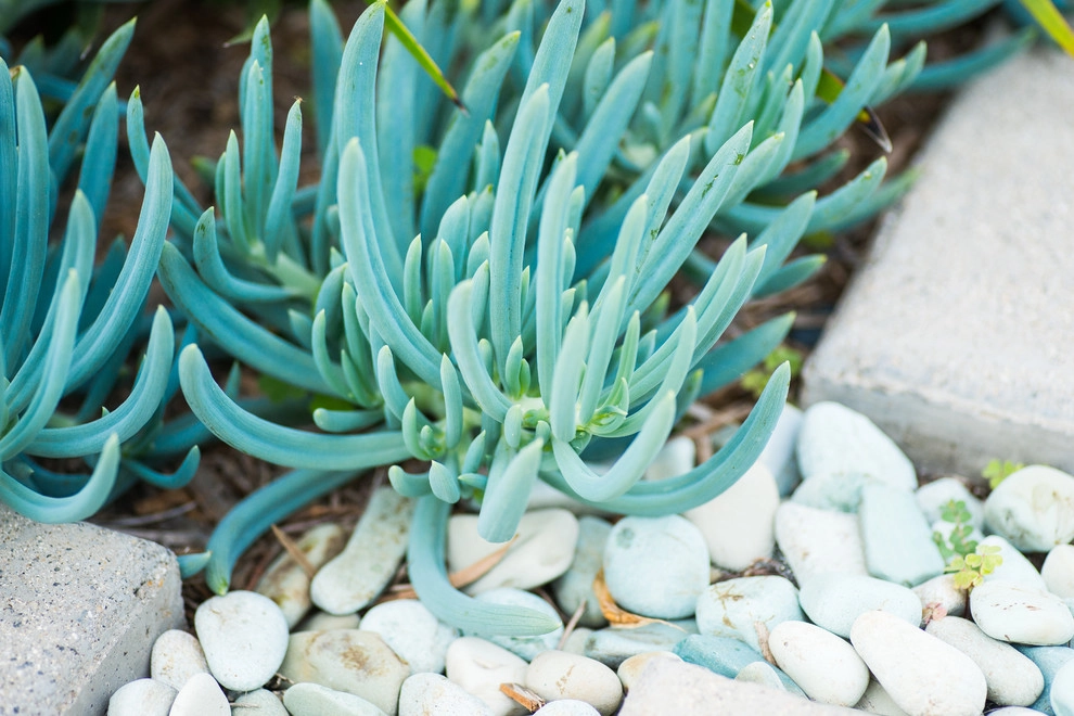 Valdes 'Miami West' Modern Design by SP Gardens - Susanna Pagan Landscape Design - Photo 20