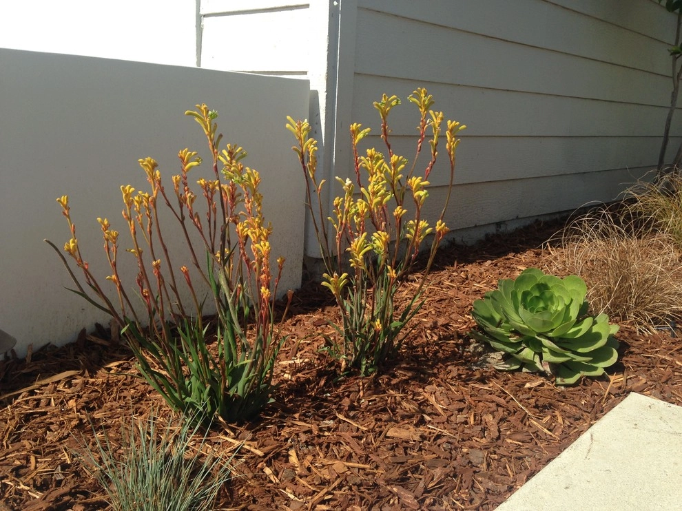Tyree Residence by SP Gardens - Susanna Pagan Landscape Design - Photo 19