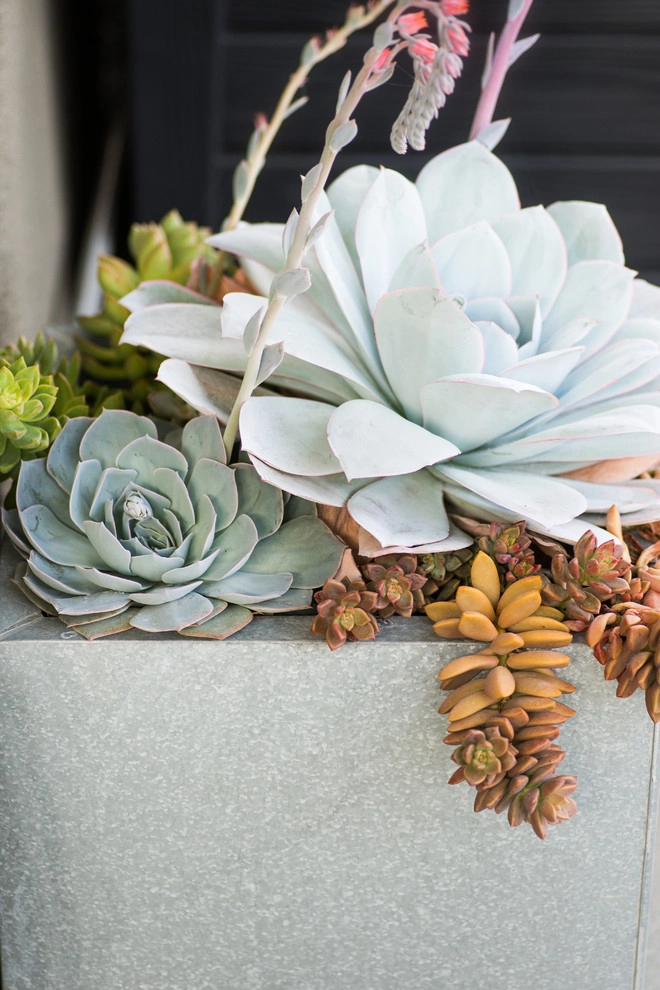 Valdes 'Miami West' Modern Design by SP Gardens - Susanna Pagan Landscape Design - Photo 45