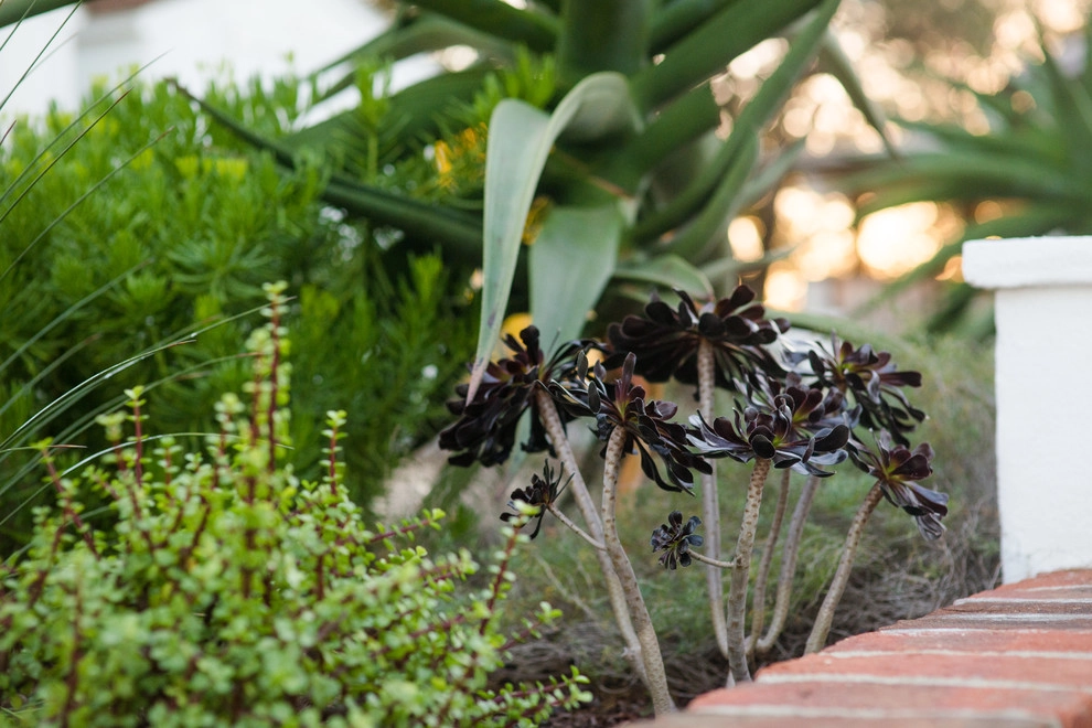 Casa de Aire y Sol Residence by SP Gardens - Susanna Pagan Landscape Design - Photo 25