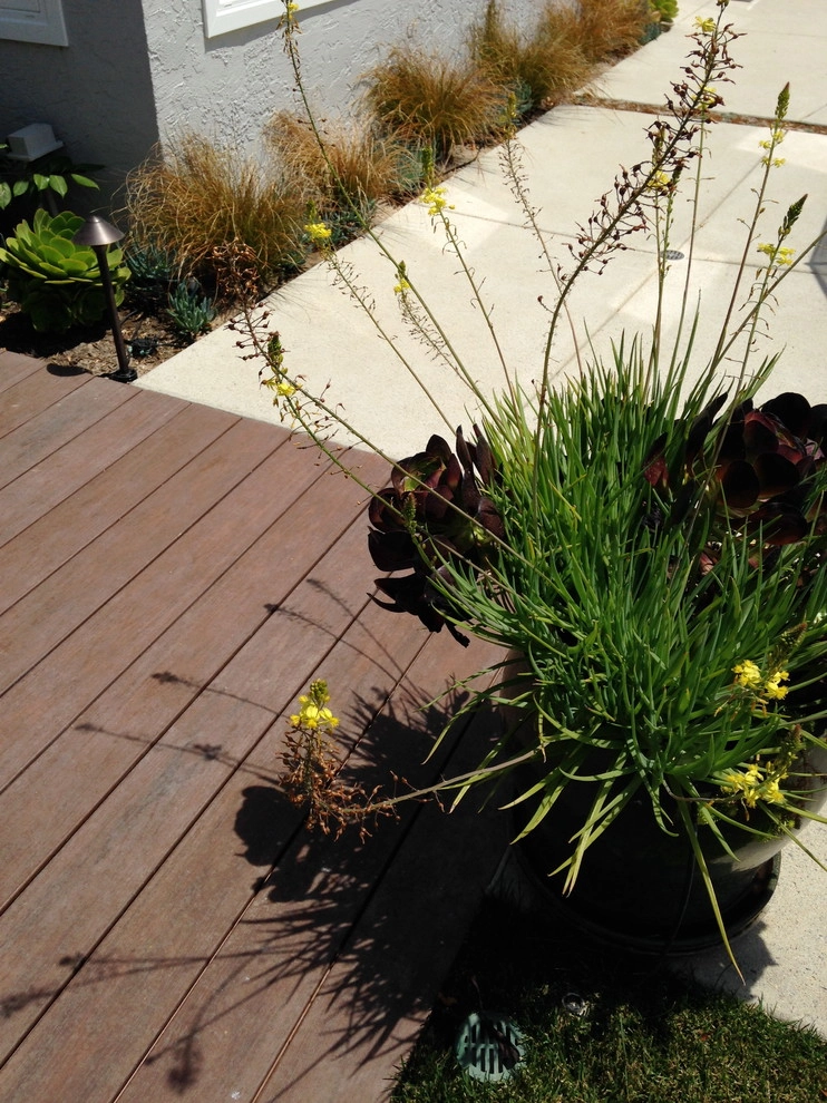 Tyree Residence by SP Gardens - Susanna Pagan Landscape Design - Photo 12