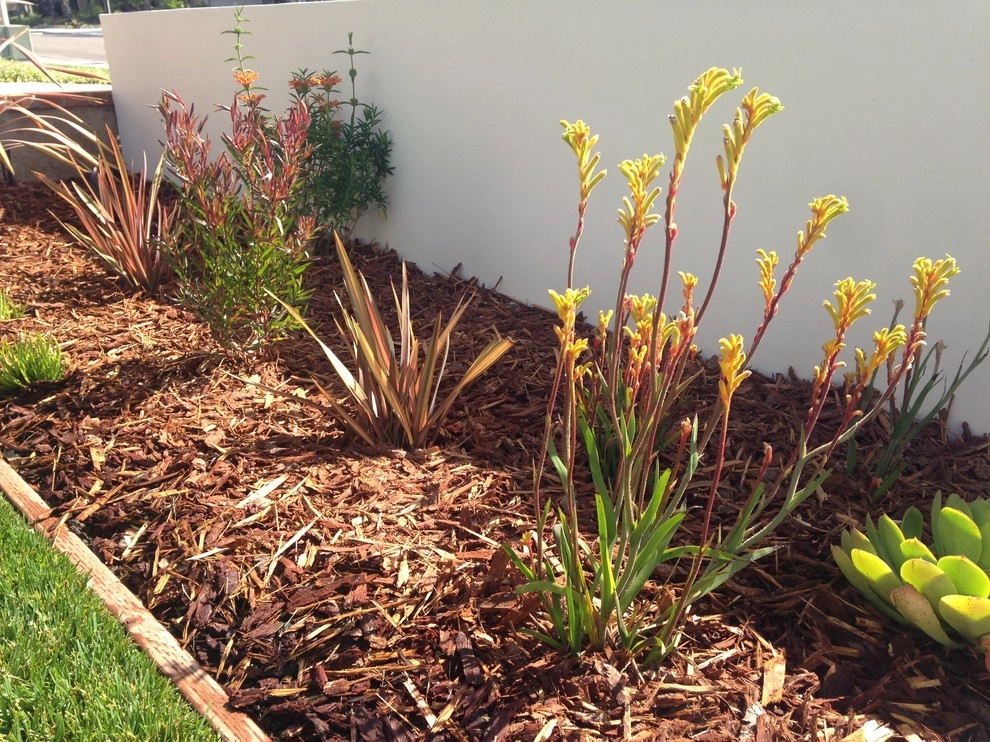 Tyree Residence by SP Gardens - Susanna Pagan Landscape Design - Photo 6