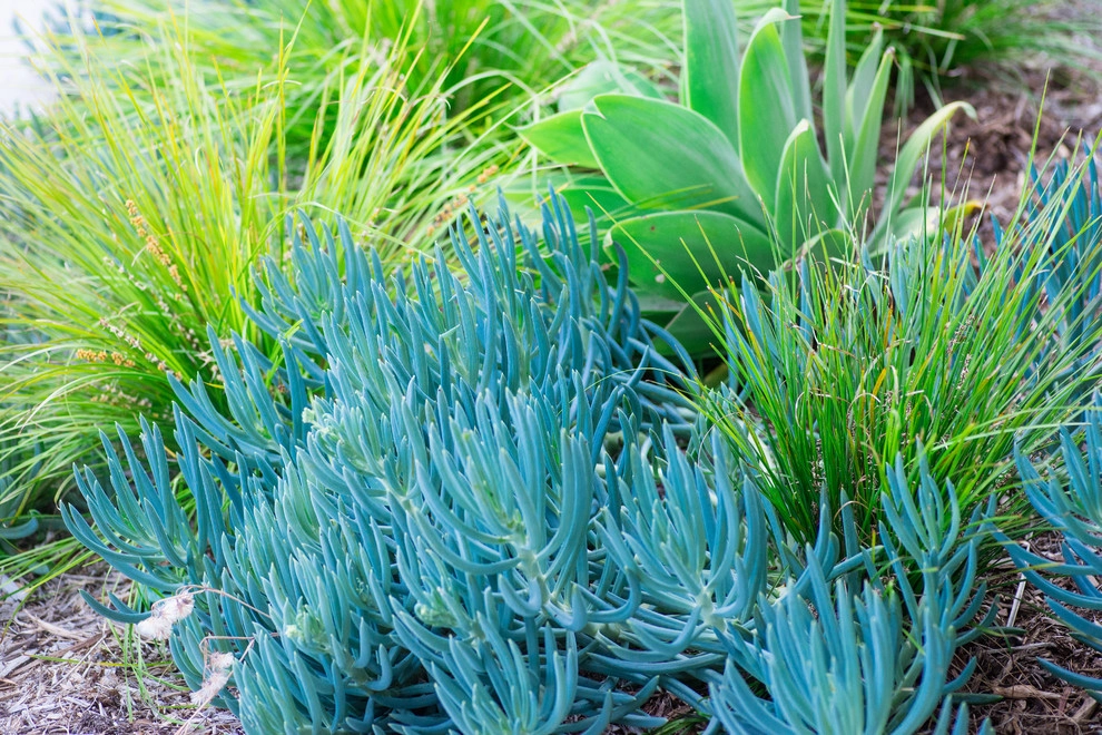 Valdes 'Miami West' Modern Design by SP Gardens - Susanna Pagan Landscape Design - Photo 15