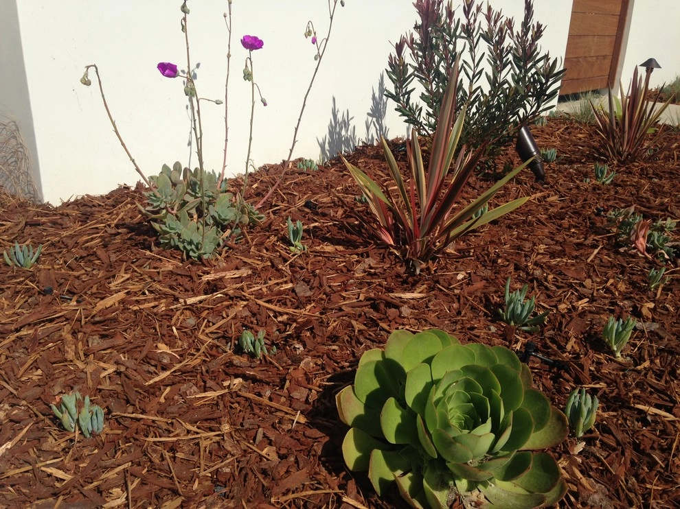 Tyree Residence by SP Gardens - Susanna Pagan Landscape Design - Photo 4