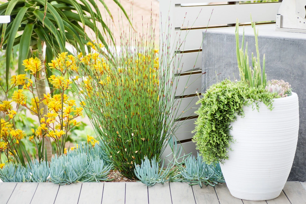 Valdes 'Miami West' Modern Design by SP Gardens - Susanna Pagan Landscape Design - Photo 51
