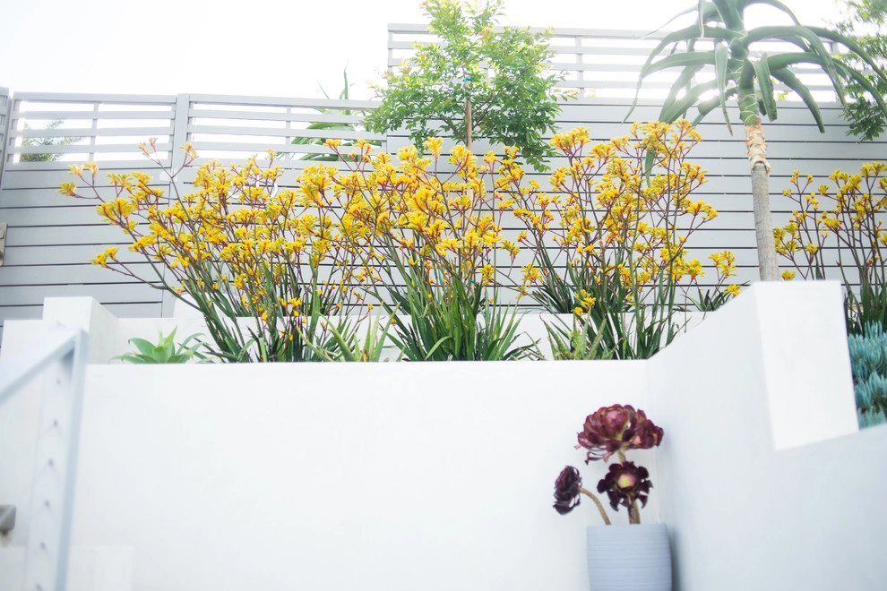 Valdes 'Miami West' Modern Design by SP Gardens - Susanna Pagan Landscape Design - Photo 5