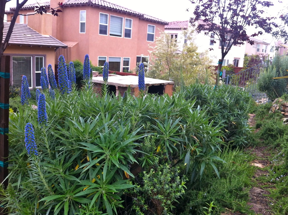 Maney Residence - San Elijo Hills by SP Gardens - Susanna Pagan Landscape Design - Photo 4