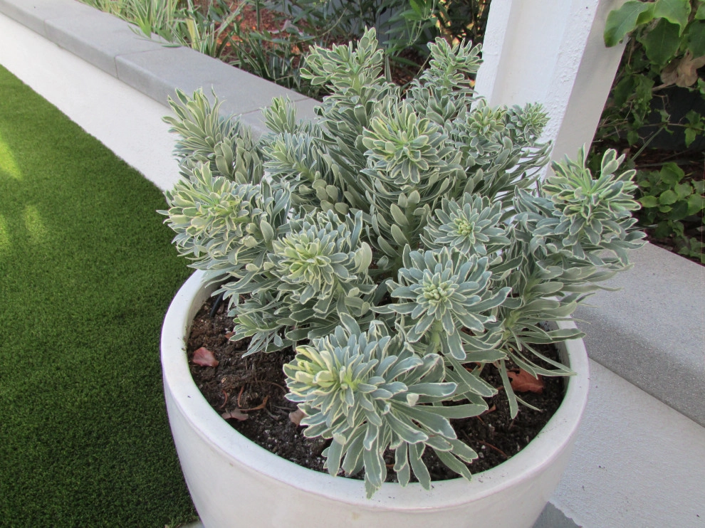 Landie Coastal Modern by SP Gardens - Susanna Pagan Landscape Design - Photo 14