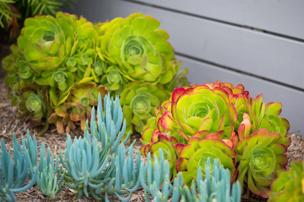 Valdes 'Miami West' Modern Design by SP Gardens - Susanna Pagan Landscape Design - Photo 23