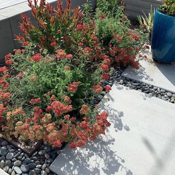 LA Jolla - Muirlands Beauty by SP Gardens - Susanna Pagan Landscape Design - Photo 9
