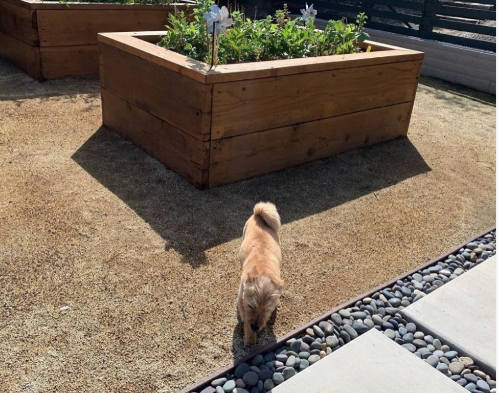 LA Jolla - Muirlands Beauty by SP Gardens - Susanna Pagan Landscape Design - Photo 6