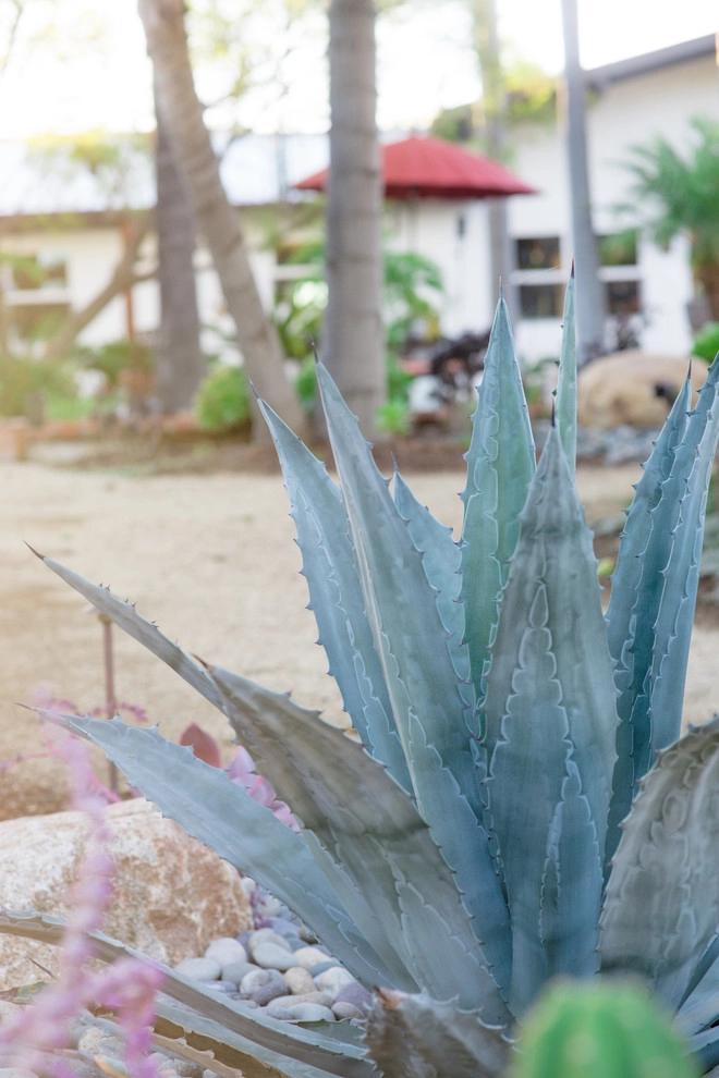 Casa de Aire y Sol Residence by SP Gardens - Susanna Pagan Landscape Design - Photo 22