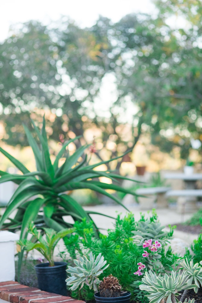 Casa de Aire y Sol Residence by SP Gardens - Susanna Pagan Landscape Design - Photo 16