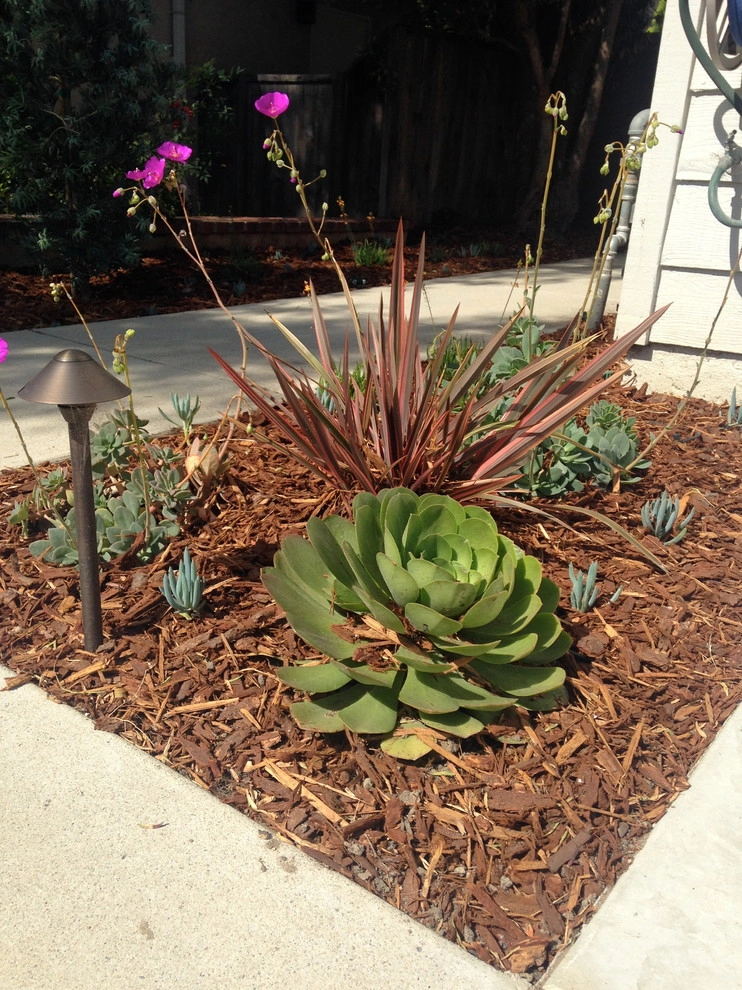 Tyree Residence by SP Gardens - Susanna Pagan Landscape Design - Photo 5