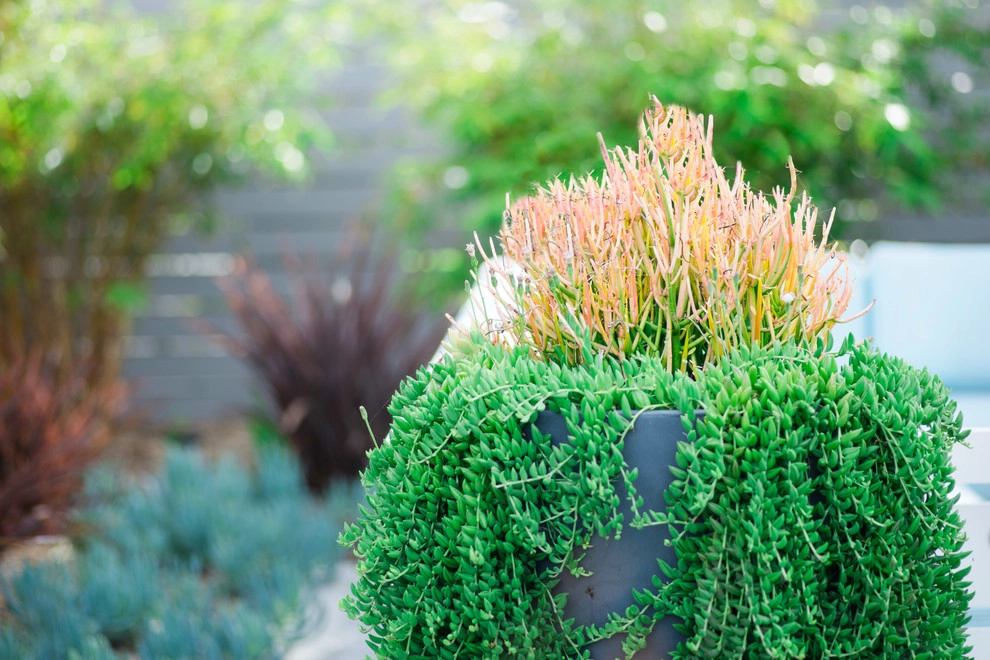 Valdes 'Miami West' Modern Design by SP Gardens - Susanna Pagan Landscape Design - Photo 39