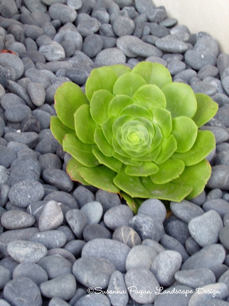 Carlsbad Lagoon Residence by SP Gardens - Susanna Pagan Landscape Design - Photo 12