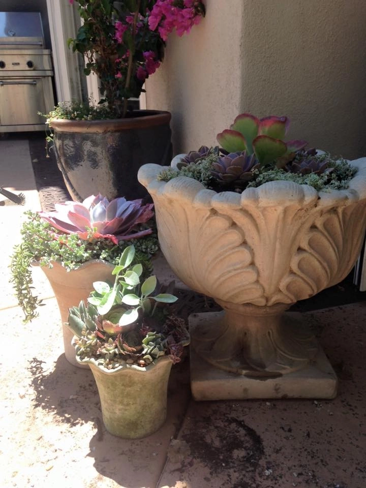 Essick - La Jolla Old World Garden by SP Gardens - Susanna Pagan Landscape Design - Photo 4