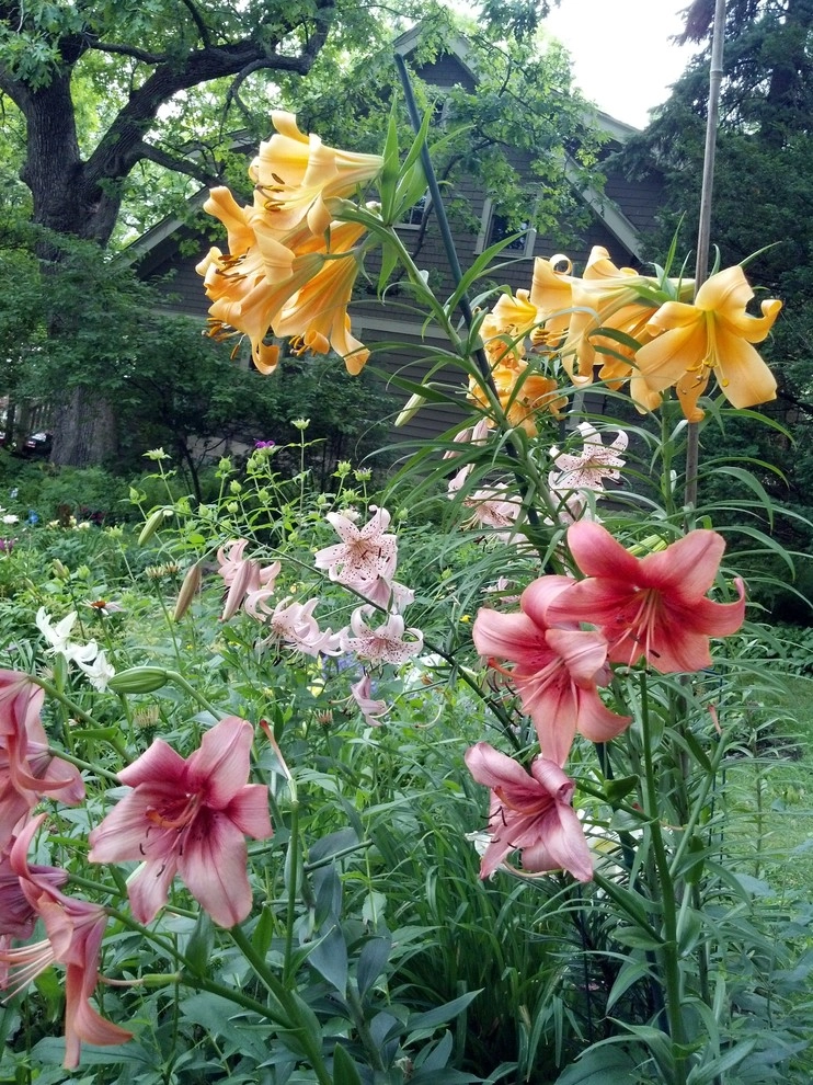 1920's Colonial Garden by Avant Gardening & Landscaping Inc - Photo 5