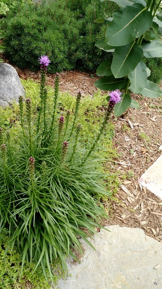 Craftsman Small-Space Gardening by Avant Gardening & Landscaping Inc - Photo 6