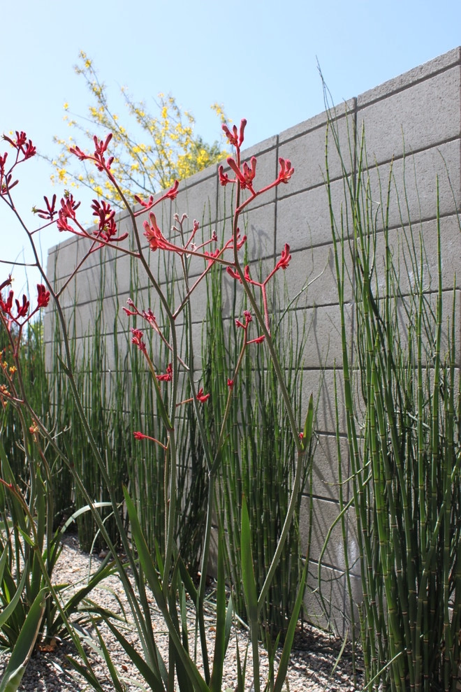 Cliff May Rancho 2 by Avenue 39 Landscape Design - Photo 3