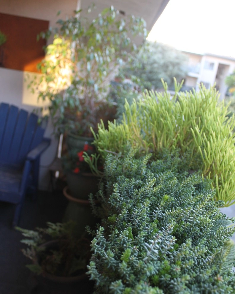 Condo Balcony by Avenue 39 Landscape Design - Photo 3
