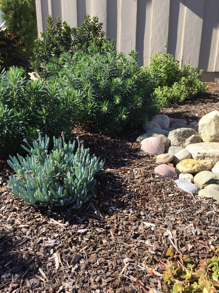 Brea Residence by Avenue 39 Landscape Design - Photo 12