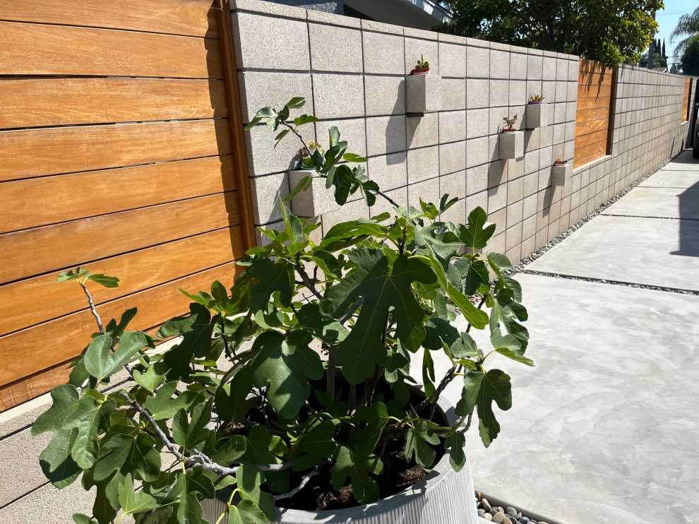 Cliff May Rancho 5 by Avenue 39 Landscape Design - Photo 12