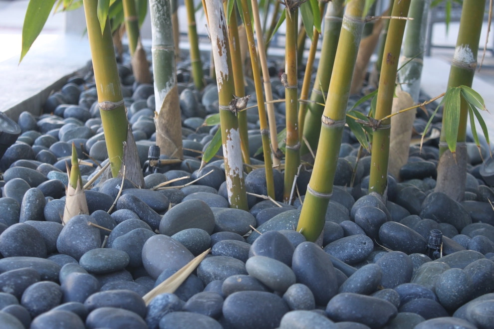 Avenue 39 Landscape Design - Photo 5