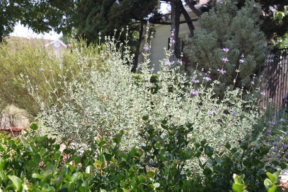Sallwasser-McHale Residence by Avenue 39 Landscape Design - Photo 2